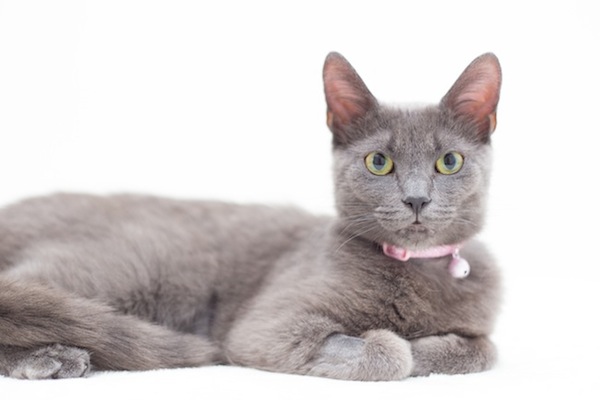 Sparkles. Cat for adoption. Oasis Animal Rescue. Toronto GTA, Durham Region