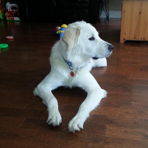 Dash. Lab Cross Pup For Adoption. Oasis Animal Rescue, Toronto, GTA.