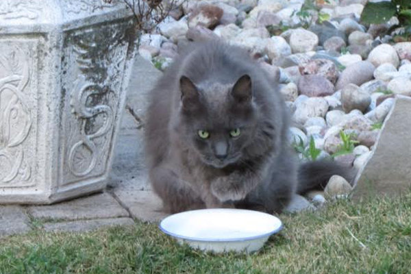 Eugenie. Cat for adoption. Oasis Animal Rescue, Durham Region