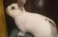 Rabbits for adoption. Jackson. Oasis Animal Rescue