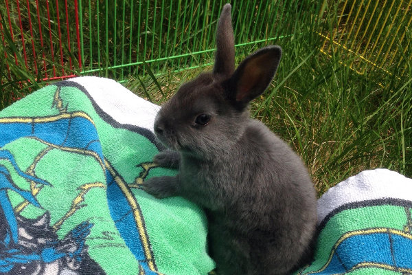 Lily. Rabbit for adoption. Oasis Animal Rescue