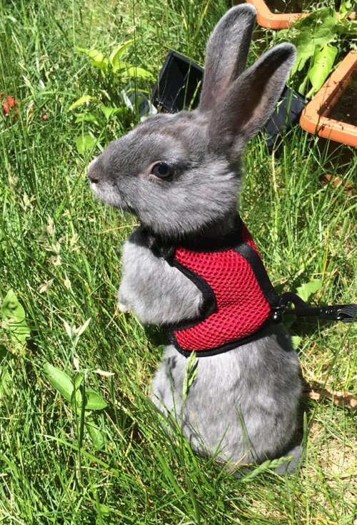 Lily. Rabbit for adoption. Oasis Animal Rescue