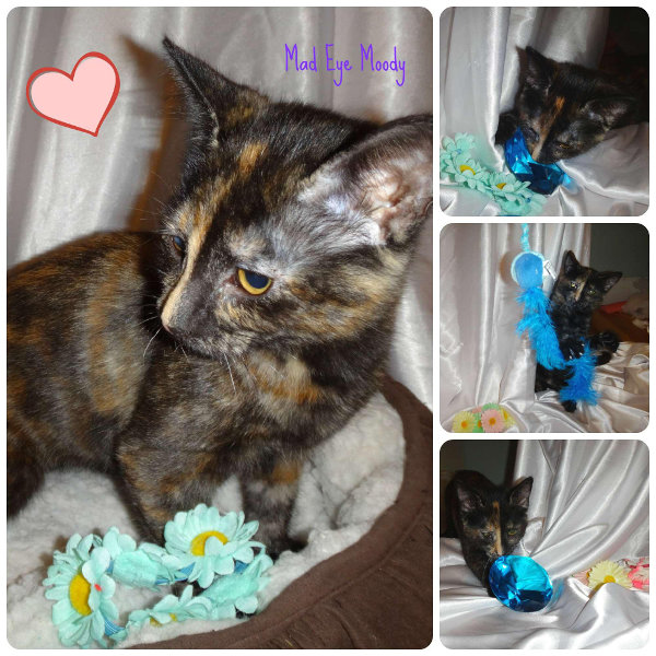 Kitten for adoption. Contact Oasis Animal Rescue, Toronto GTA, Durham Region