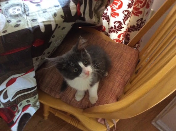 Sanza. Kitten for adoption. Oasis Animal Rescue