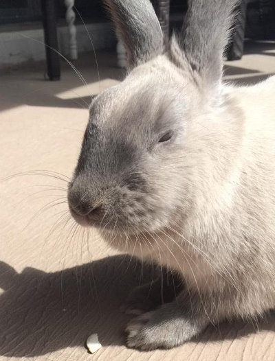 Dixie. Rabbit or adoption. Oasis Animal Rescue, GTA, Toronto