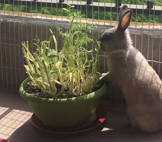 Dixie. Rabbit or adoption. Oasis Animal Rescue, GTA, Toronto