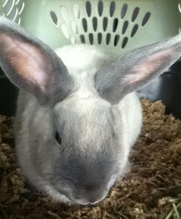 Dixie. Rabbit or adoption. Oasis Animal Rescue, GTA, Toronto