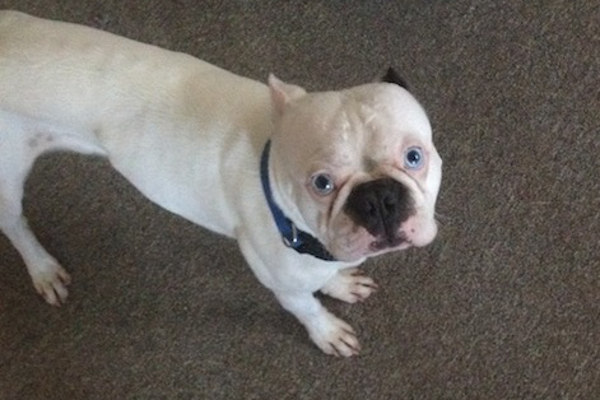 Monty. Boston Terrier for adoption, Oasis Animal Rescue, Toronto, GTA
