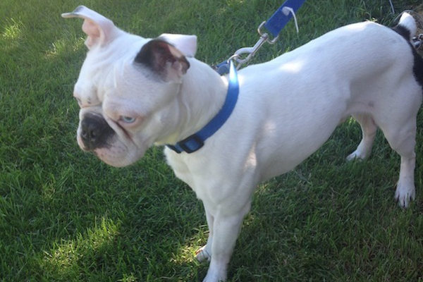 Monty. Boston Terrier for adoption, Oasis Animal Rescue, Toronto, GTA