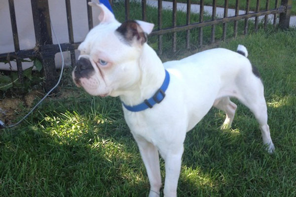 Monty. Boston Terrier for adoption, Oasis Animal Rescue, Toronto, GTA