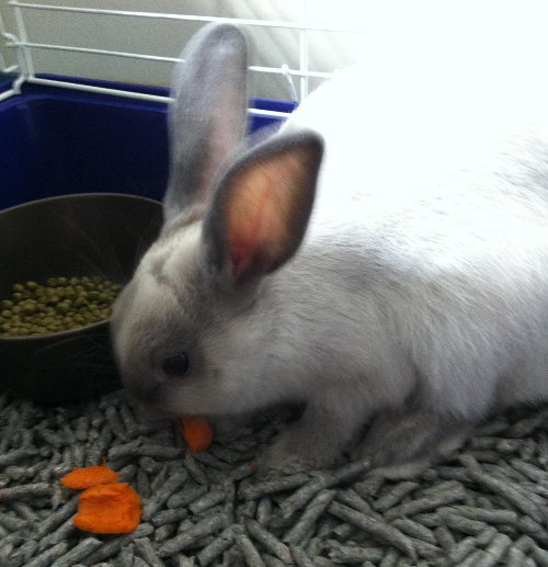 Dixie. Rabbit or adoption. Oasis Animal Rescue, GTA, Toronto