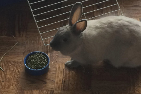 Dixie. Rabbit or adoption. Oasis Animal Rescue, GTA, Toronto