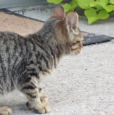 Neeko. Special Kitten Abandoned. For adoption. Contact Oasis Animal Rescue