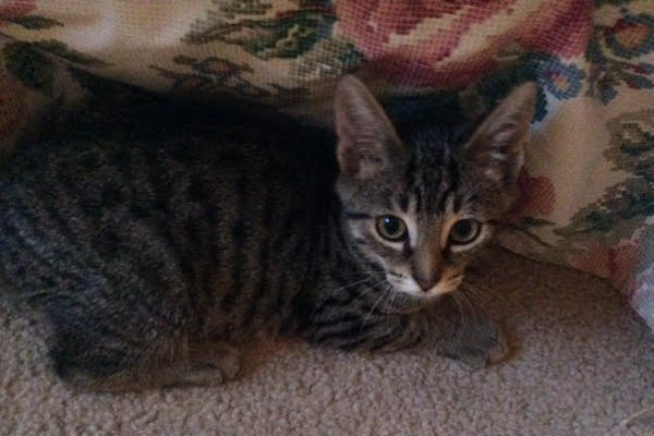 Neeko. Kitten for adoption. Oasis Animal Rescue