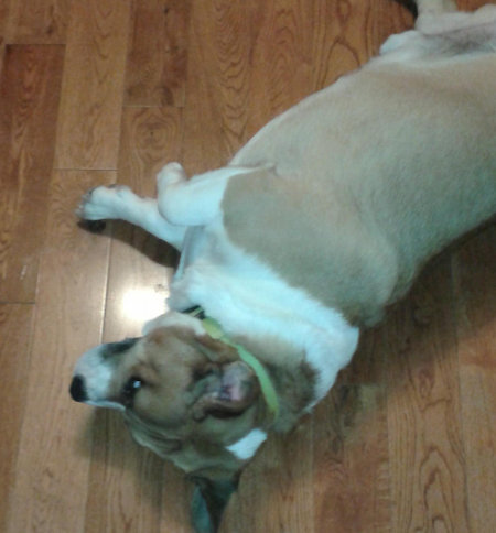 Lou. Corgi/Bulldog Cross dog for adoption. Oasis Animal Rescue, Toronto GTA
