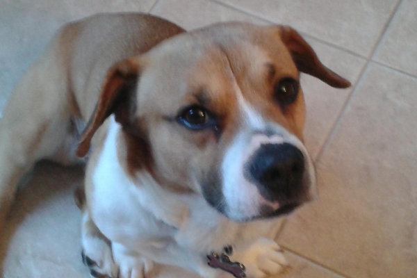 Lou. Corgi/Bulldog Cross dog for adoption. Oasis Animal Rescue, Toronto GTA