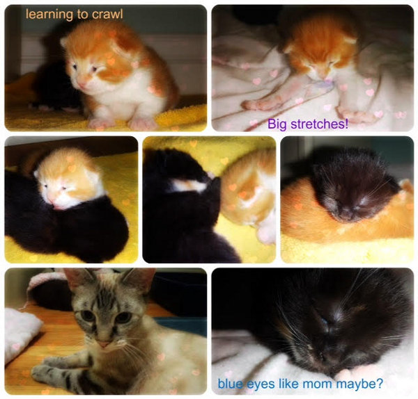 Neffy, kitttens for adoption. Contact Oasis Animal Rescue, Toronto GTA