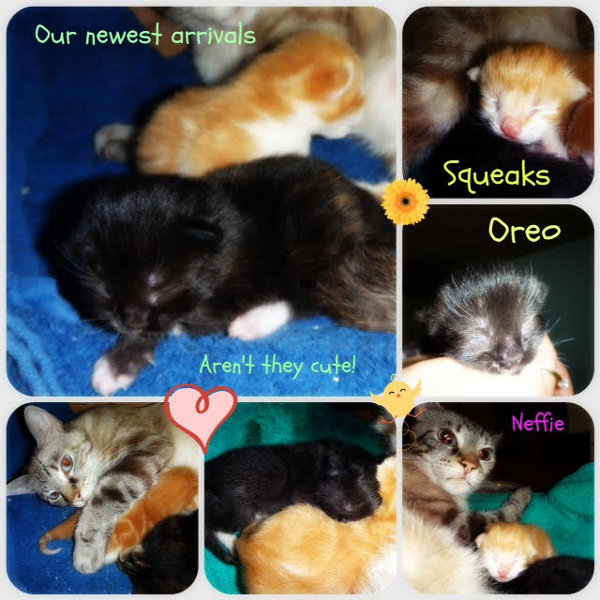 Neffie. Cat and kittens for adoption. Oasis Animal Rescue