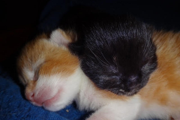 Rescue kittens for adoption. Oasis Animal Rescue, Toronto GTA