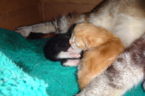 Kittens Squeaks and Oreo. For adoption. Contact Oasis Animal Rescue, Toronto GTA Durham Region