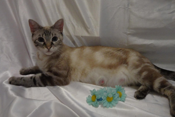 Neffie. Cat for adoption. Oasis Animal Rescue