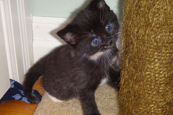 Oreo. Kitten for adoption. Oasis Animal Rescue