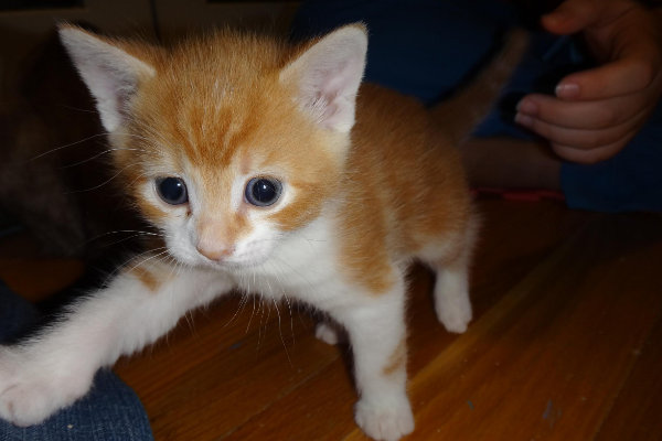Squeaks. kitten for adoption. Oasis Animal Rescue