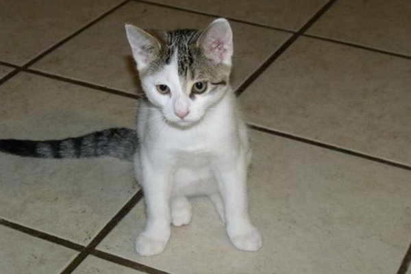 Wilma. Kitten for adoption. Oasis Animal Rescue