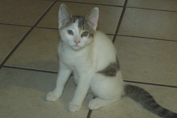 Wilma. Kitten for adoption. Oasis Animal Rescue