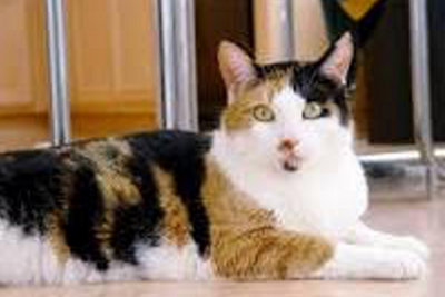 Grace. Affectionate Cat For Adoption. Oasis Animal Rescue