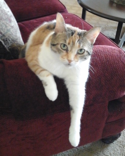 Adopted Cat Marlee. Oasisanimalrescue.ca