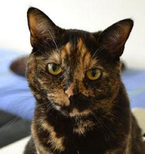 Mona. Cat for adoption. Durham Region, GTA, Oasis Animal Rescue