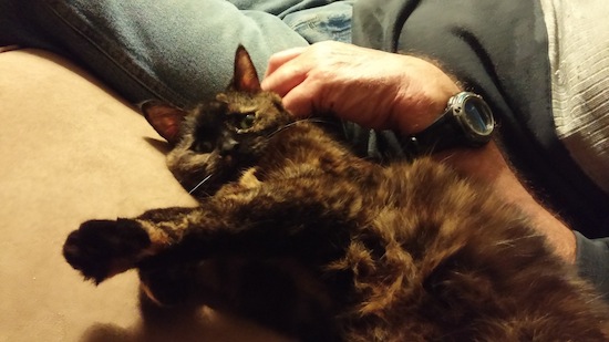 Adoptable cat Mona. oasisanimalrescue.ca