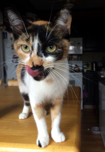 Josie. Cat for adoption. Oasis Animal Rescue, GTA, Toronto, Durham, Oakville