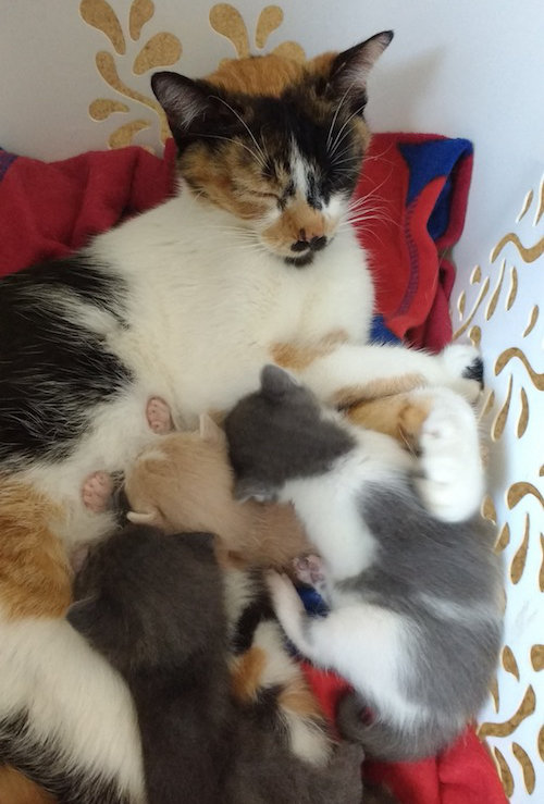 Josie and her kittens. Oasis Animal Rescue, GTA Toronto, Durham, Oakville