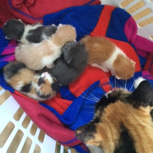 Josie's kittens for adoption. Oasis Animal Rescue.