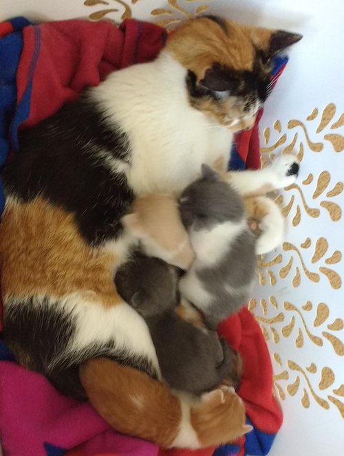 Josie and her kittens. Oasis Animal Rescue, GTA Toronto, Durham, Oakville