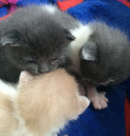 Josie's Kittens for adoption. Oasis Animal Rescue. GTA, Toronto, Durham, Oakville