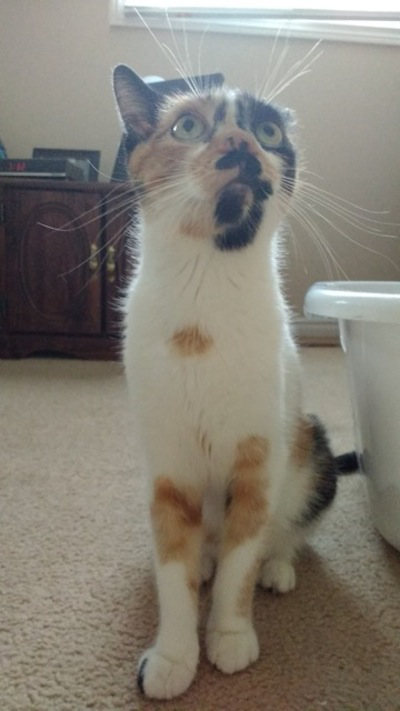 Josie. Cat for adoption. Oasis Animal Rescue