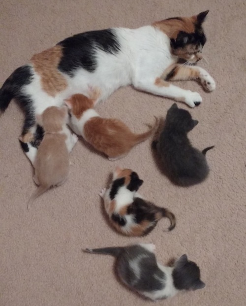 Kittens adopted. Oasis Animal Rescue, GTA Toronto pet adoption