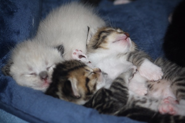 Goldie's kittens. Oasis Animal Rescue, Toronto GTA