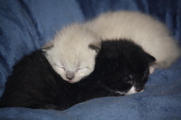Goldie's kittens. Oasis Animal Rescue, Toronto GTA
