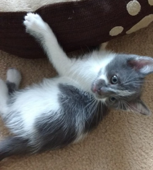 Jonah. Kitten for adoption. Oasis Animal Rescue. 