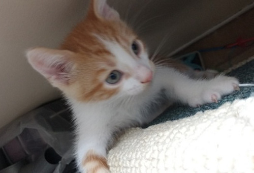 Sunshine. Kitten for adoption. Oasis Animal Rescue.