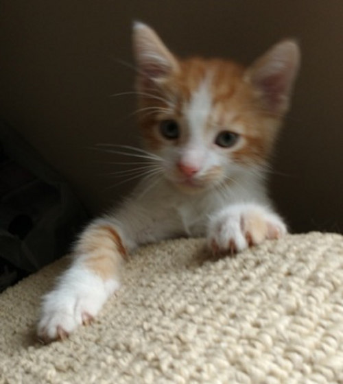 Sunshine. Kitten for adoption. Oasis Animal Rescue.