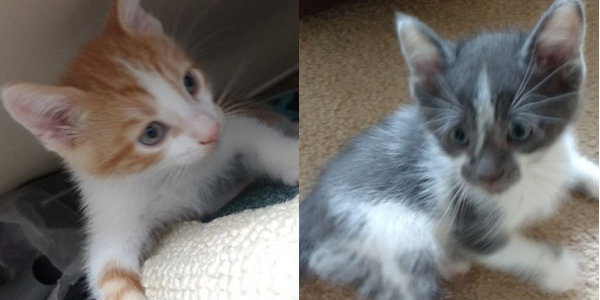 Sunshine & Jonah. Kittens for adoption. Oasis Animal Rescue