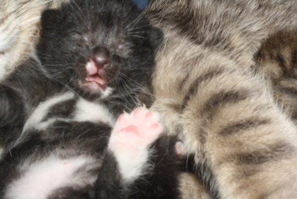 Kittens for adoption. GTA Toronto. Oasis Animal Rescue