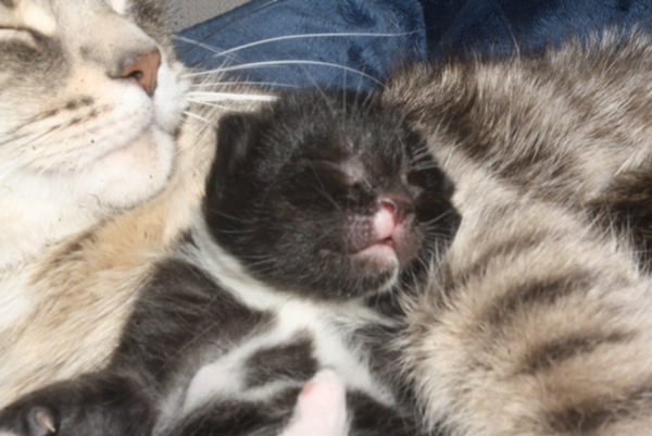 Kittens for adoption. GTA Toronto. Oasis Animal Rescue