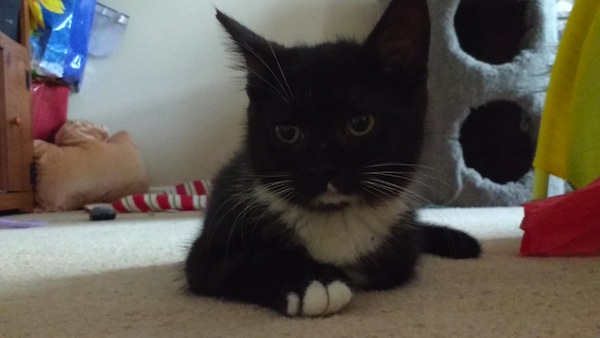 Roxy. kitten for adoption