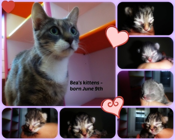 bea's kittens for adoption. Oasis Animal Rescue